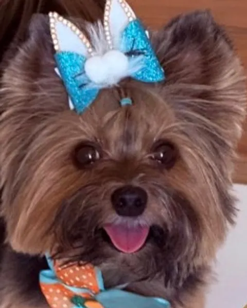 Foto da cliente: a Princesa, yorkshire de verdade, com laço azul na cabeça